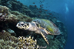 Echte Karettschildkröte (Eretmochelys imbricata) by Oliver Anlauf 